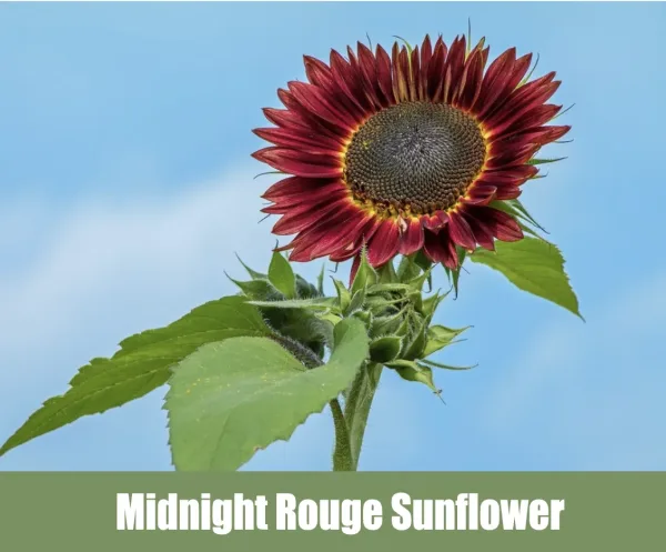 Midnight Rouge Sunflower, (Helianthus annuus 'Midnight Rouge')